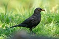 Male of Common blackbird. Turdus merula, Sitting in grass, side view Royalty Free Stock Photo