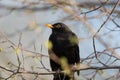 Male common blackbird Turdus merula sitting Royalty Free Stock Photo