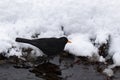 Male common blackbird, Turdus merula standing in the shallow water Royalty Free Stock Photo