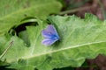 Male common blue butterfly Royalty Free Stock Photo