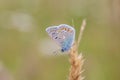 Male common blue butterfly (Polyommatus icarus). Royalty Free Stock Photo