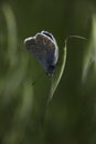 Male Common Blue Butterfly Polyommatus icarus on a grass seed head Royalty Free Stock Photo