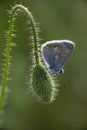 Male Common Blue Butterfly Polyommatus icarus on grass seed head Royalty Free Stock Photo