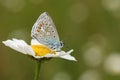 A stunning male Common Blue Butterfly Polyommatus icarus nectaring on a dog daisy flower Leucanthemum vulgare. Royalty Free Stock Photo