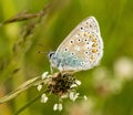 A male common blue butterfly with wings closed Royalty Free Stock Photo