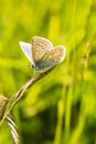 A male common blue butterfly with wings open Royalty Free Stock Photo