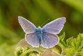 A male common blue butterfly with wings open Royalty Free Stock Photo