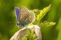 A male common blue butterfly with wings open Royalty Free Stock Photo