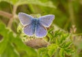 A male common blue butterfly with wings open Royalty Free Stock Photo