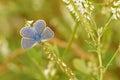 A male Common Blue, Polyommates icarus with open wings