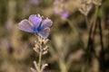 Male Common blue / Polyommatus icarus butterfly Royalty Free Stock Photo