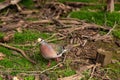 Male common bronzewing bird walking in a a forest