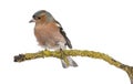 Male Common Chaffinch on a branch Royalty Free Stock Photo