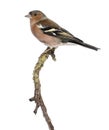 Male Common Chaffinch on a branch - Fringilla coelebs Royalty Free Stock Photo