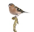Male Common Chaffinch on a branch