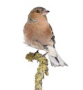 Male Common Chaffinch on a branch - Fringilla coelebs Royalty Free Stock Photo