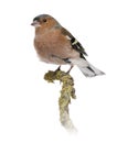 Male Common Chaffinch on a branch - Fringilla coelebs Royalty Free Stock Photo