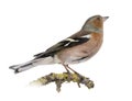 Male Common Chaffinch on a branch Royalty Free Stock Photo