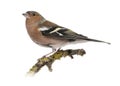 Male Common Chaffinch on a branch Royalty Free Stock Photo