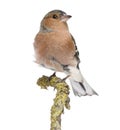 Male Common Chaffinch on a branch- Fringilla coelebs Royalty Free Stock Photo