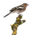 Male Common Chaffinch on a branch- Fringilla coelebs Royalty Free Stock Photo