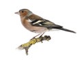 Male Common Chaffinch on a branch- Fringilla coelebs Royalty Free Stock Photo