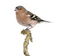 Male Common Chaffinch on a branch- Fringilla coelebs Royalty Free Stock Photo