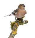 Male Common Chaffinch - Fringilla coelebs on branch Royalty Free Stock Photo