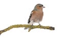 Male Common Chaffinch - Fringilla coelebs on branch Royalty Free Stock Photo