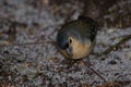 Male common chaffinch. Royalty Free Stock Photo