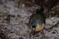 Male common chaffinch. Royalty Free Stock Photo