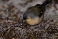 Male common chaffinch.