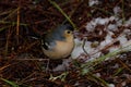 Male common chaffinch. Royalty Free Stock Photo