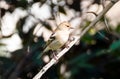 Male Common Chaffinch - Fringilla coelebs Royalty Free Stock Photo