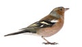 Male Common Chaffinch - Fringilla coelebs Royalty Free Stock Photo