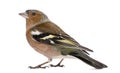 Male Common Chaffinch - Fringilla coelebs