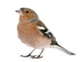 Male Common Chaffinch - Fringilla coelebs Royalty Free Stock Photo