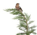 Male Common Chaffinch - Fringilla coelebs perched Royalty Free Stock Photo