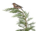 Male Common Chaffinch - Fringilla coelebs perched on a green branch Royalty Free Stock Photo