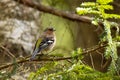 Male Common chaffinch, Fringilla coelebs perched on a Spruce branch Royalty Free Stock Photo