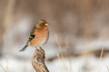 Male of the common chaffinch Fringilla coelebs sitting on a branch Royalty Free Stock Photo