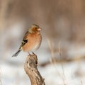 Male of the common chaffinch Fringilla coelebs sitting on a branch Royalty Free Stock Photo