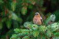 A male of the common chaffinch or simply the chaffinch Fringilla coelebs stands on a spruce branch. Close-up shot Royalty Free Stock Photo