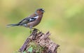 Male Common Chaffinch singshis song on an aged stump