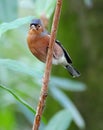 Male common Chaffinch in urban house garden. Royalty Free Stock Photo
