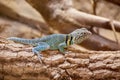 Male common collared lizard on a branch Royalty Free Stock Photo