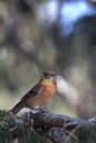Male Common Crossbill (Loxia curvirostra) Royalty Free Stock Photo