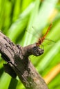 Male Common Darter dragonfly on branch in sunshine Royalty Free Stock Photo