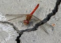 Male common darter dragonfly on cracked ground Royalty Free Stock Photo