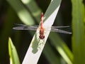Male Common darter dragonfly Royalty Free Stock Photo